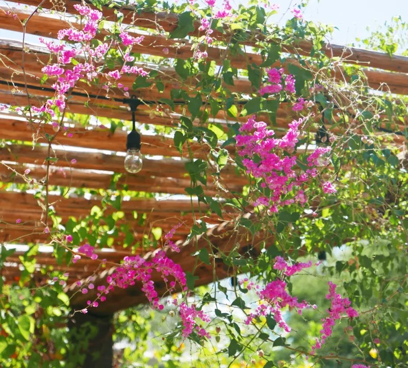 giàn pergola hoa tigon đẹp ấn tượng