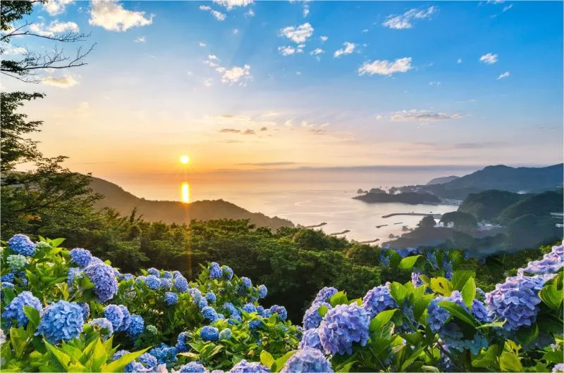 Cẩm tú cầu ẩn chứa ý nghĩa về sự biến động và thay đổi trong tình yêu