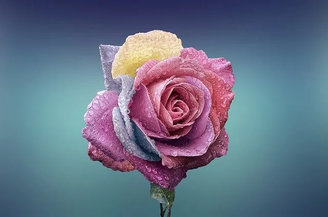 Hình nền hoa hồng đỏ rực rỡ