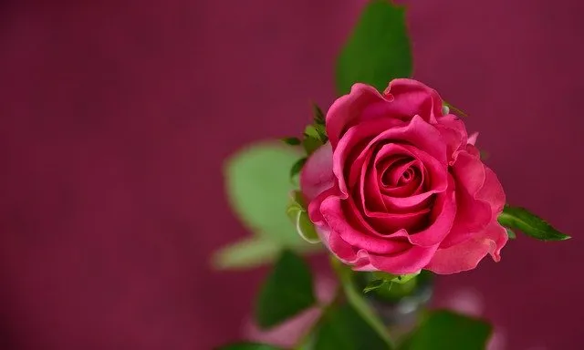 Hình nền hoa cúc trắng dịu dàng
