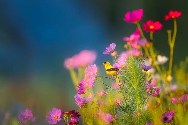Hình nền hoa pansy nhiều màu