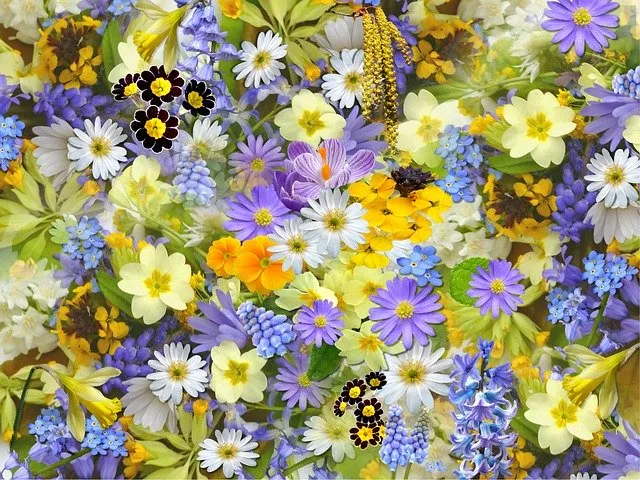 Hình nền cánh đồng hoa lavender tím
