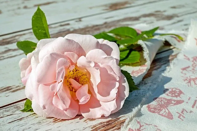 Hình nền hoa sen hồng thanh thoát