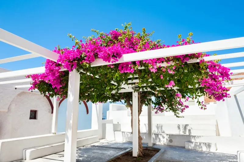 hoa giấy trồng trên giàn pergola