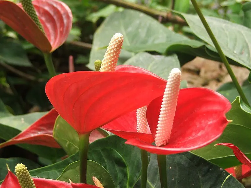 Chậu hoa hồng môn đỏ tươi tắn