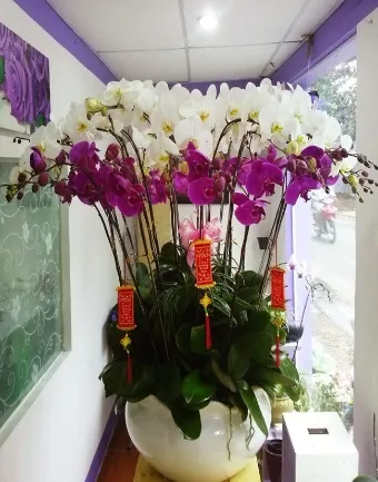 Chậu hoa lan đẹp tặng sếp nam