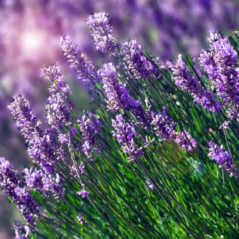 Cánh đồng hoa lavender tím ngắt