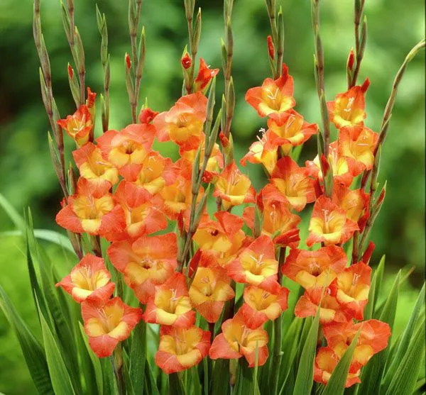 Những bông hoa lay ơn đỏ rực rỡ