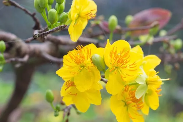 Cây hoa mai vàng nở rộ đón Tết