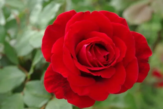 Đóa hoa đỏ tươi rực rỡ