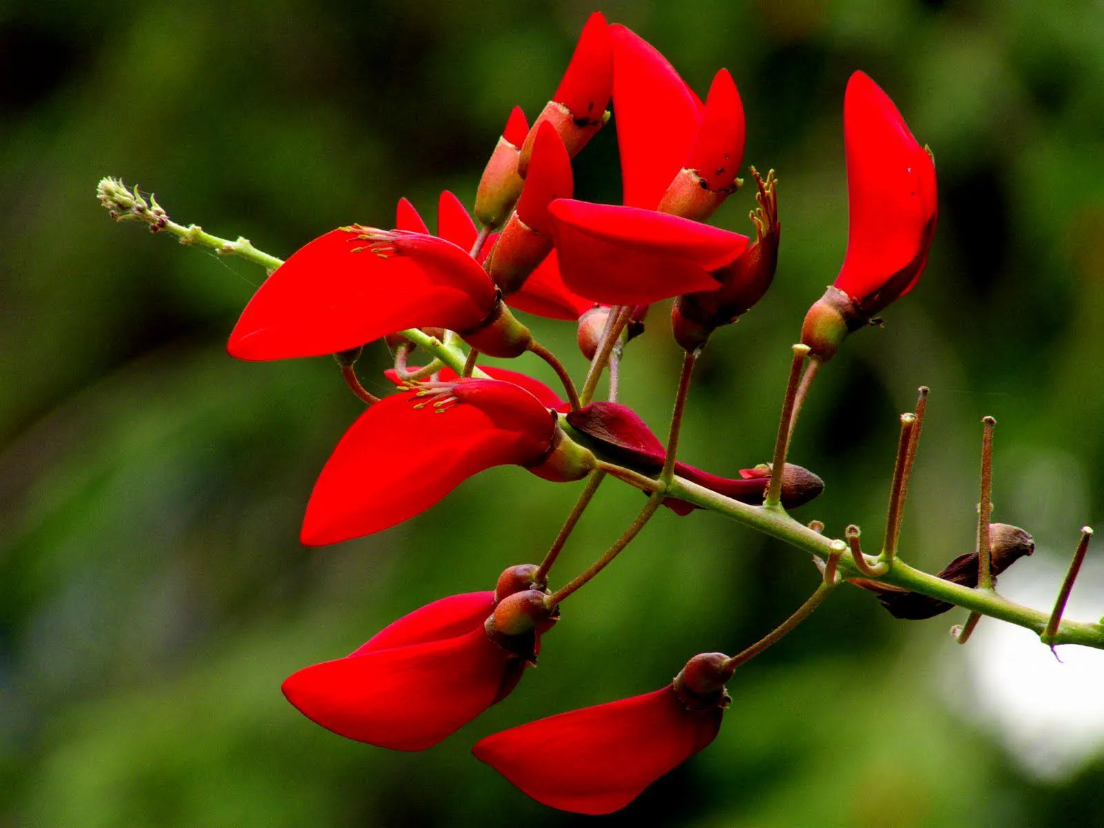 Cánh hoa đỏ mượt mà trong ánh nắng