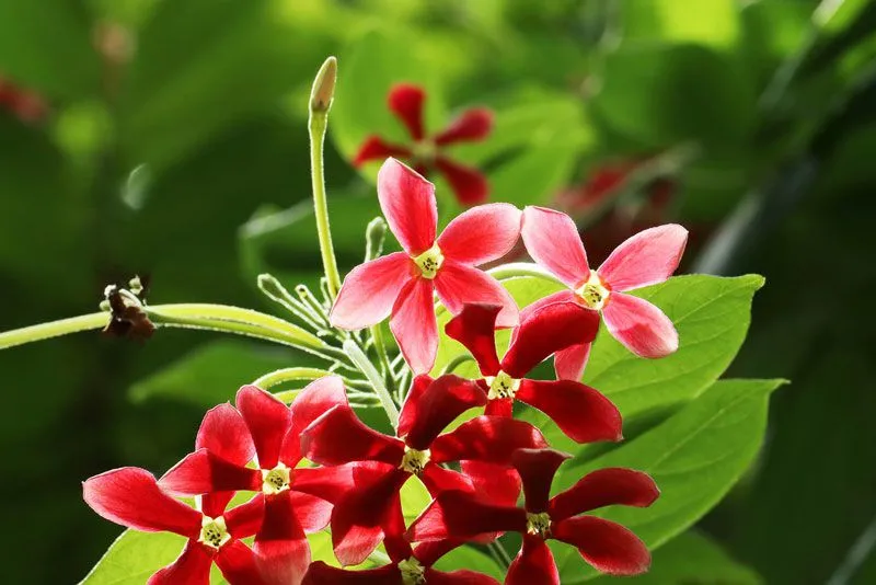 Hoa đỏ tươi tắn trên nền xanh lá