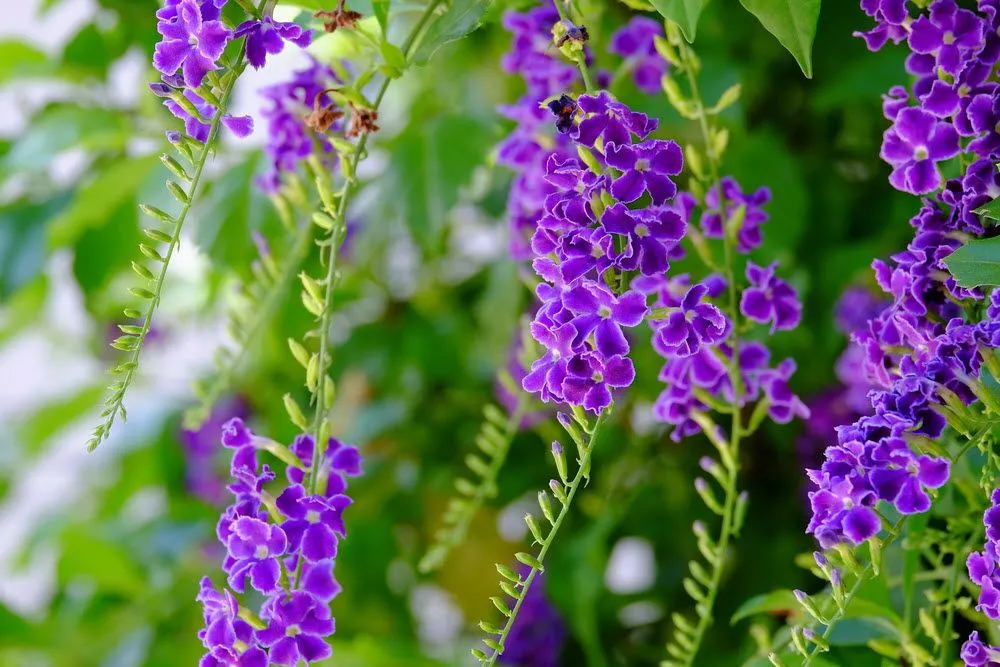 Những bông hoa tím nhỏ nhắn trong vườn