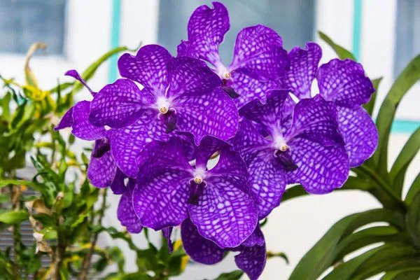 Chùm hoa tím đậm đẹp mắt