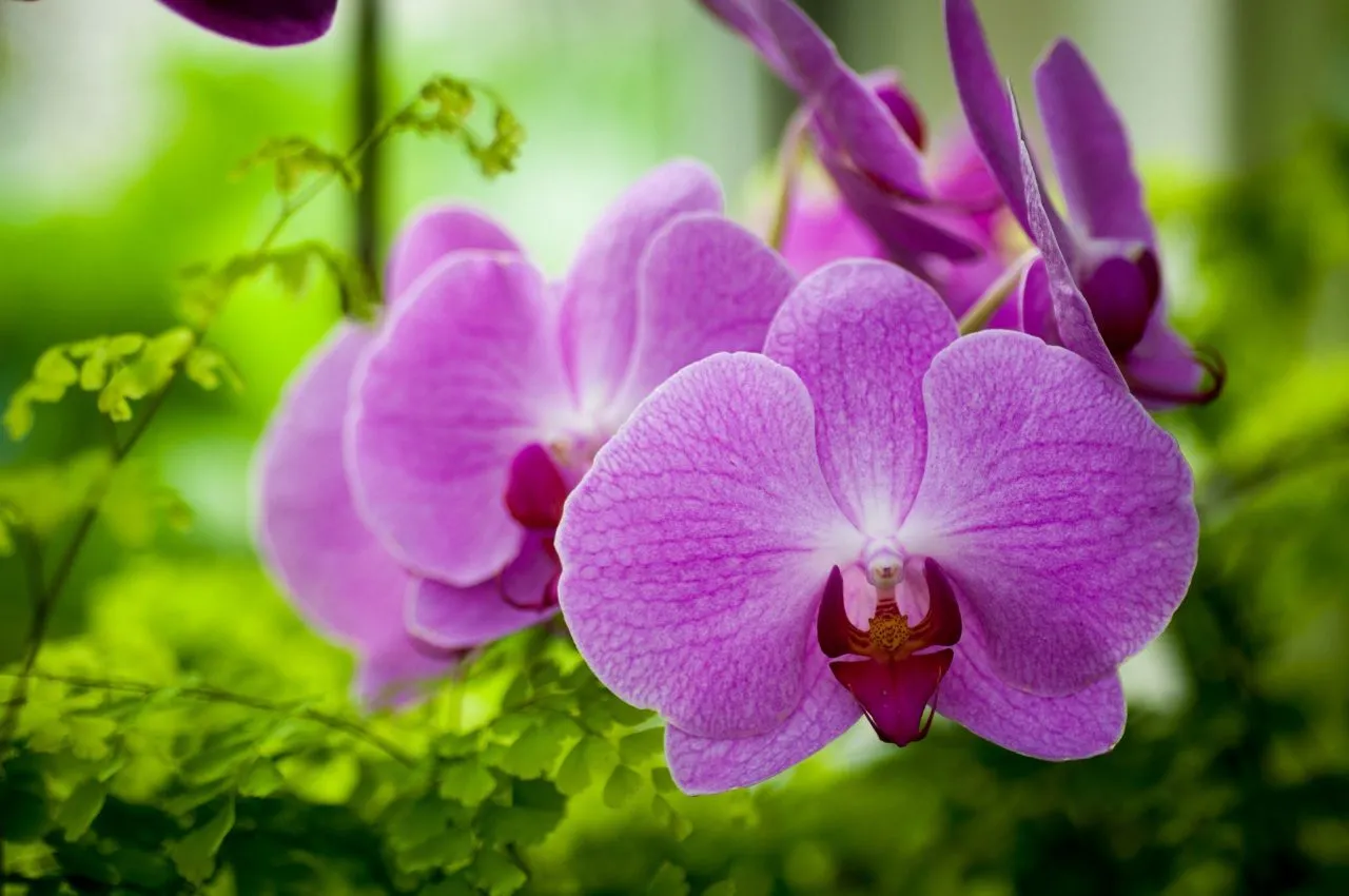 Đóa hoa tím duyên dáng trong vườn