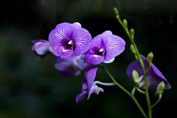 Những bông hoa tím nhỏ li ti