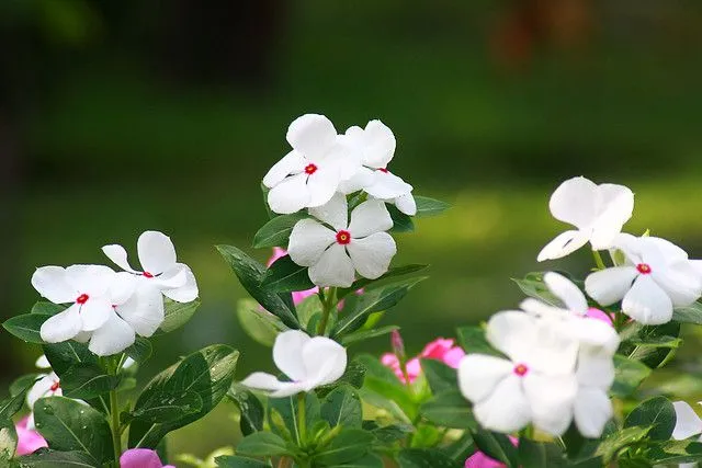 Hoa trắng với cánh hoa hình trái tim