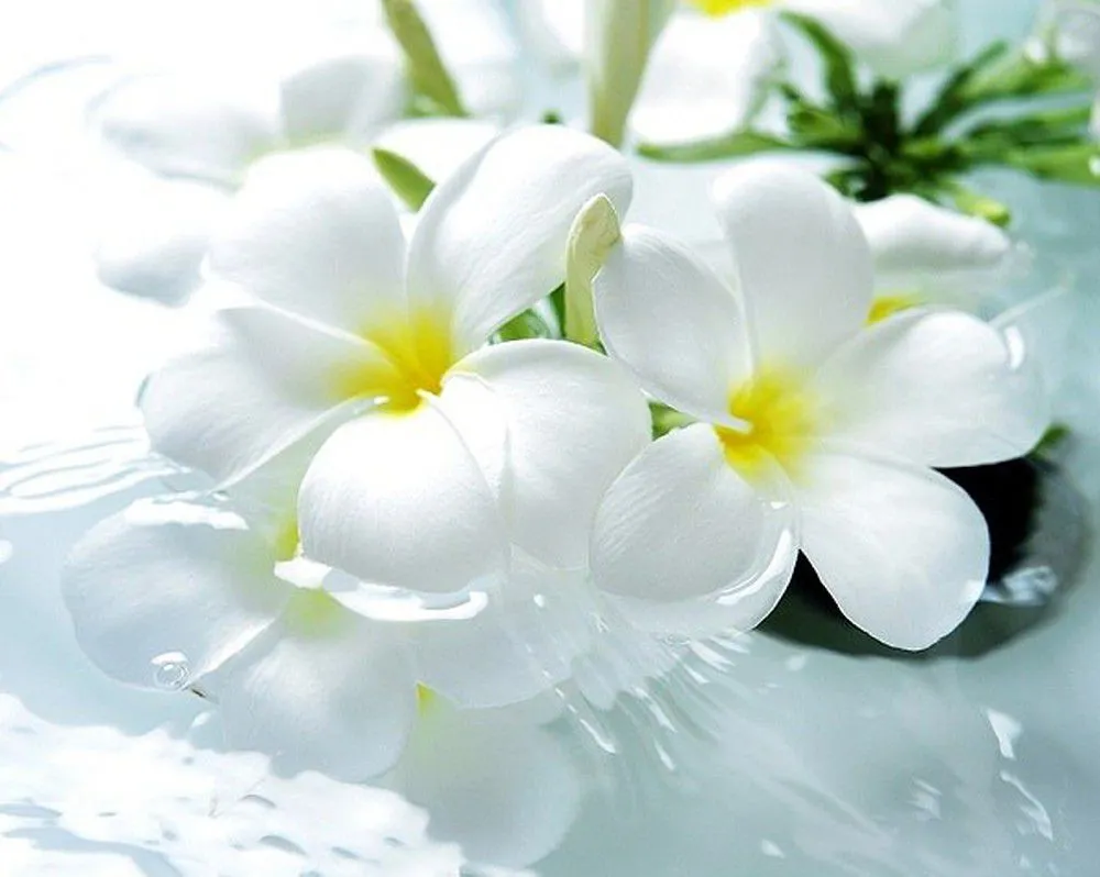 Hoa trắng với cánh hoa mềm mại