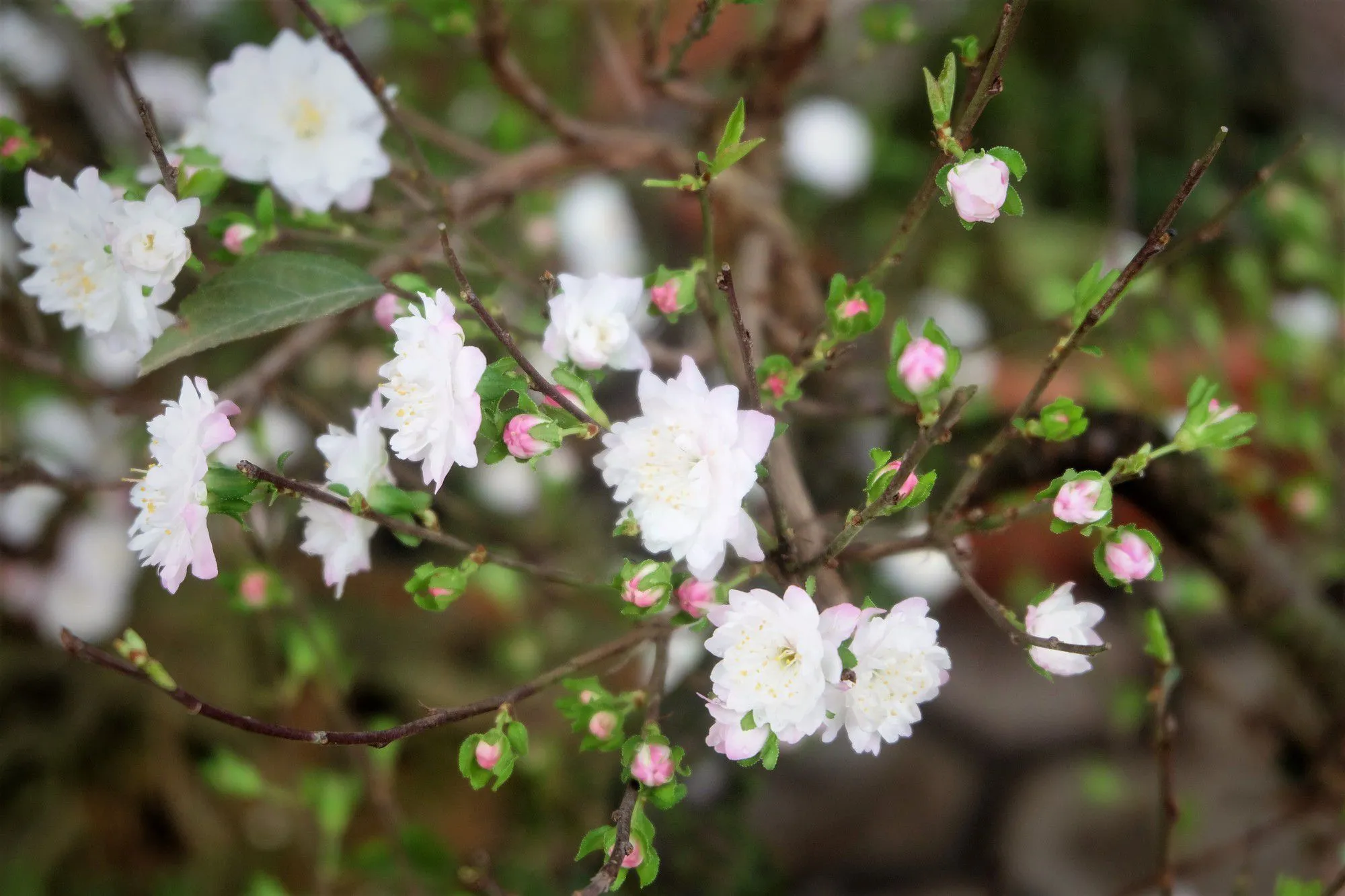 Nhiều bông hoa trắng nhỏ xinh