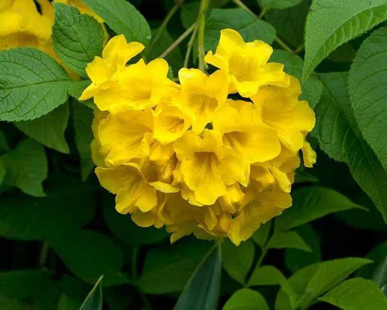 Cánh đồng hoa màu vàng rực rỡ