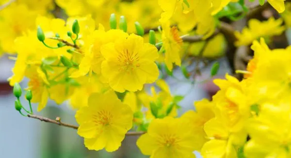 Bông hoa vàng nhụy nâu nổi bật