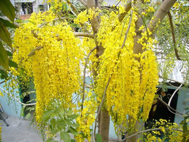 Hoa vàng cánh mỏng tinh tế