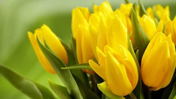 Cánh hoa vàng mềm mại