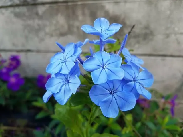 Những bông hoa xanh nhỏ nhắn