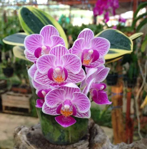 Những cành hoa phong lan trắng tím sang trọng