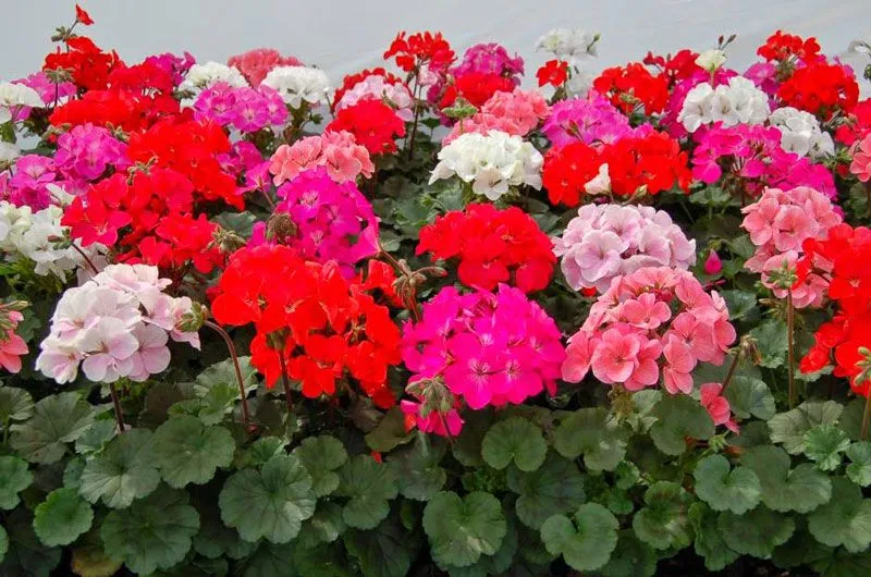 Chậu hoa phong lữ thảo màu hồng