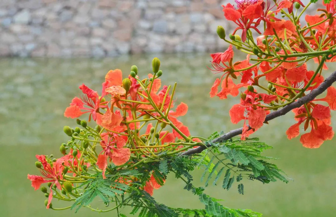 Những bông hoa phượng đỏ rực rỡ