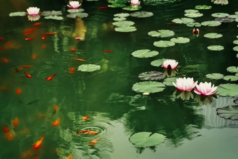 trang trí hồ cá koi với hoa sen
