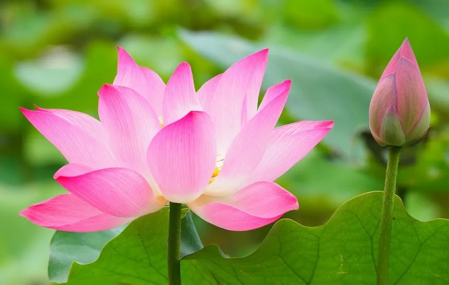 Hoa sen hồng thanh tao nở trên mặt nước