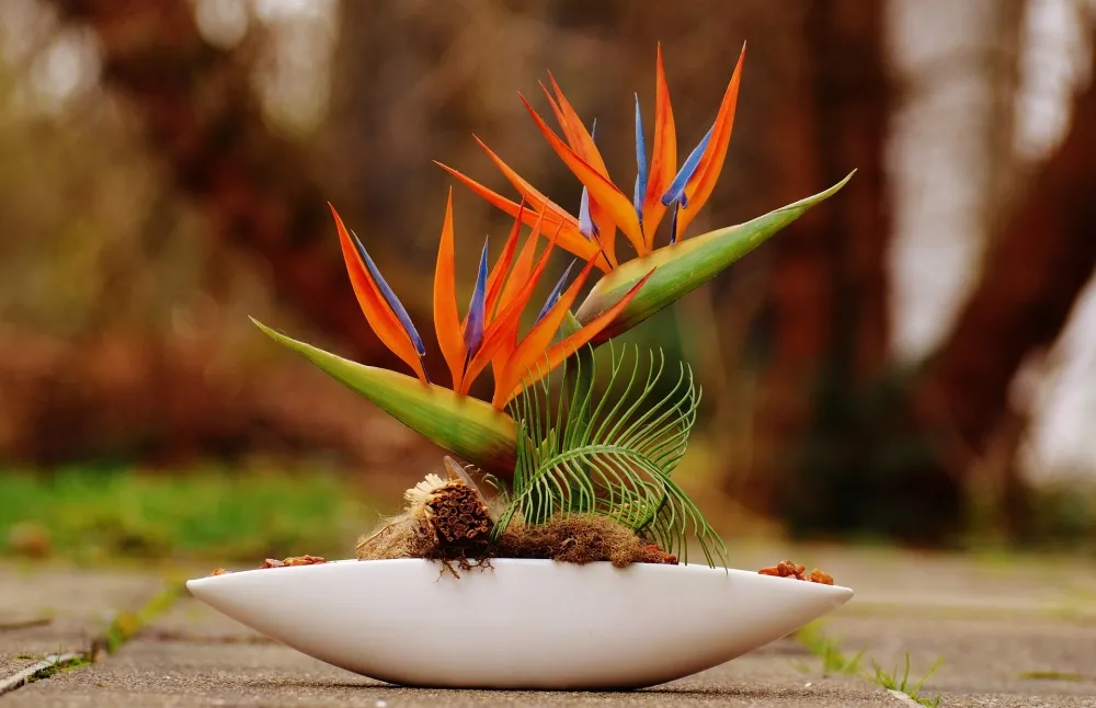 Hoa thiên điểu tặng sinh nhật bố