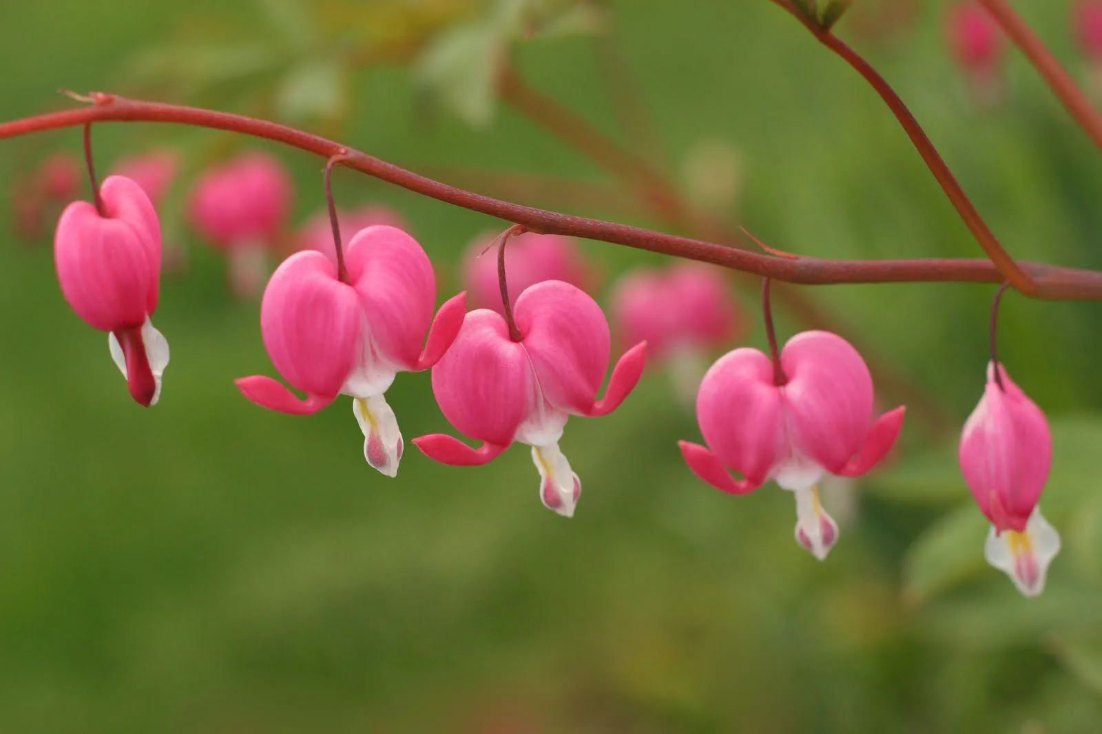 Chùm hoa tigon hồng tươi tắn