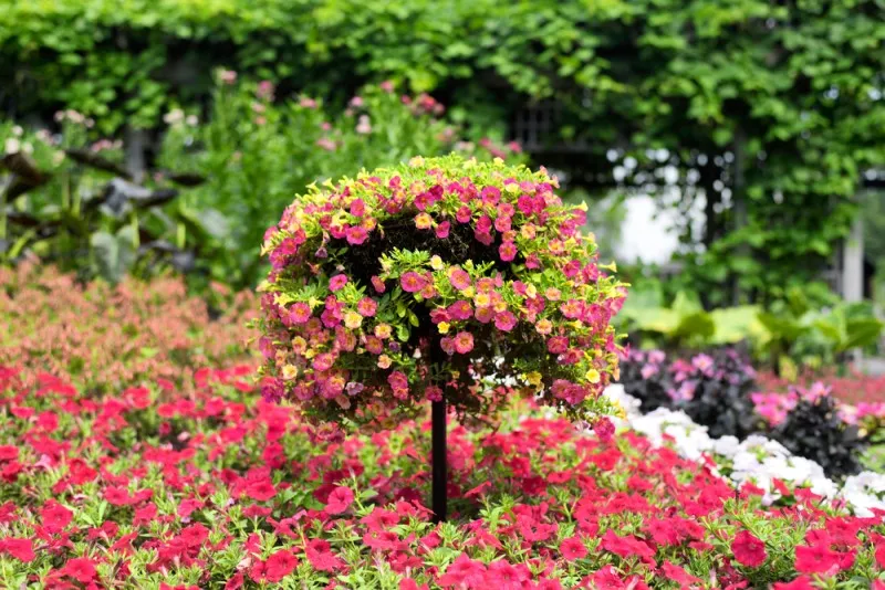 hoa triệu chuông khoe sắc rực rỡ trong sân vườn