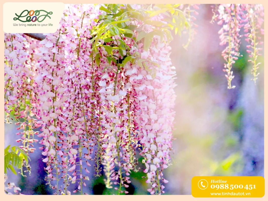 Giàn hoa tử đằng tím thơ mộng