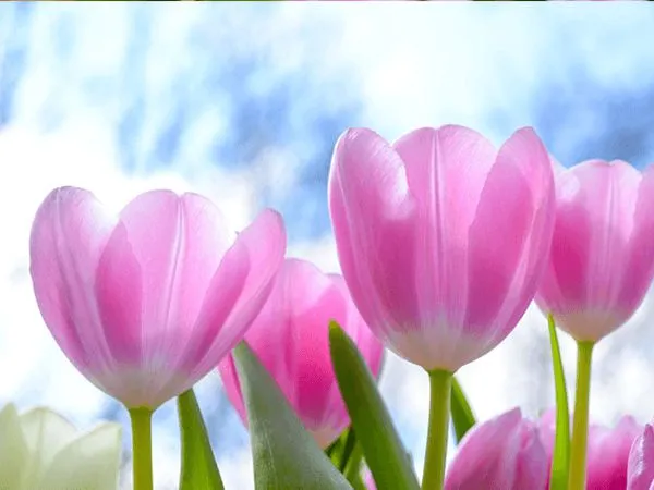 Cánh đồng hoa tulip đầy màu sắc