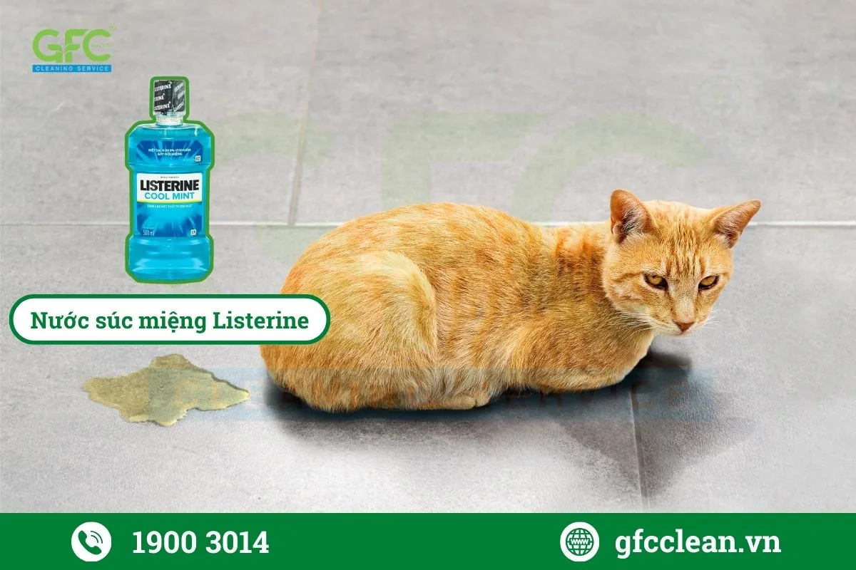 Ít ai biết nước súc miệng Listerine cũng có thể khử mùi nước tiểu mèo