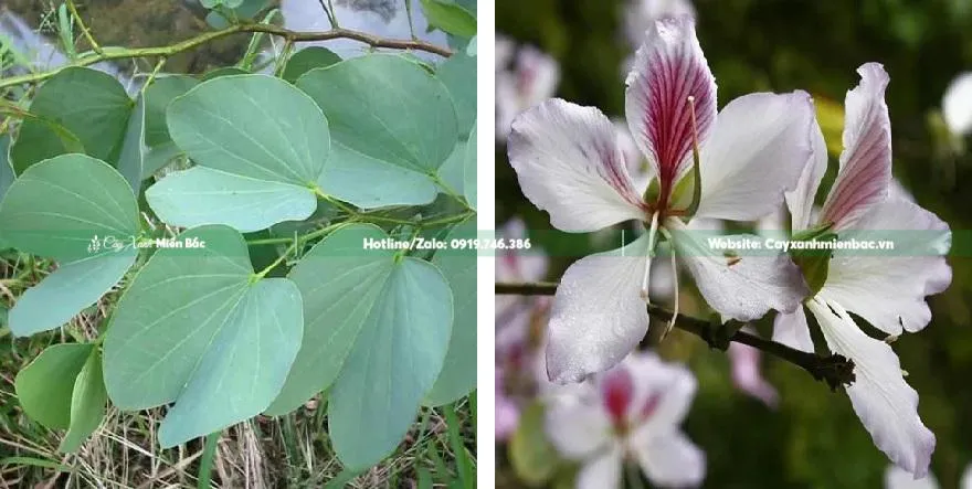 Cận cảnh lá cây ban hình móng bò và những chùm hoa ban trắng đang hé nở.