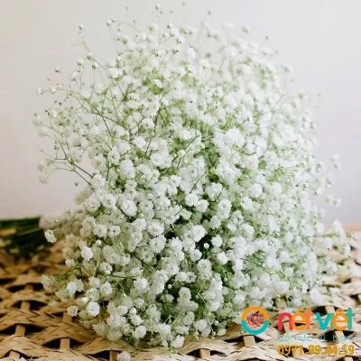 Cận cảnh những bông hoa baby trắng nhỏ xíu trên cành