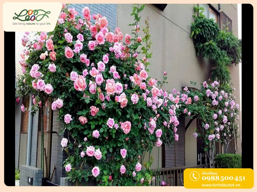Vườn hoa hồng leo rực rỡ nắng