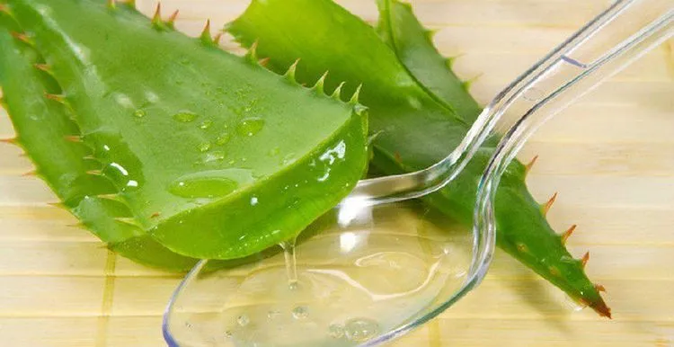 Cảnh báo khi sử dụng mủ lô hội: Tránh dùng liều cao để đảm bảo an toàn