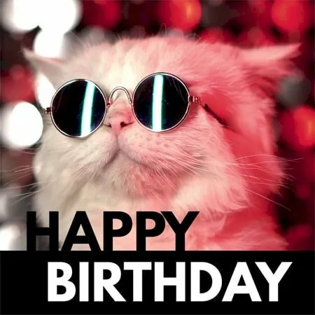 Meme mèo chúc mừng sinh nhật &quot;Happy Birthday&quot; hài hước