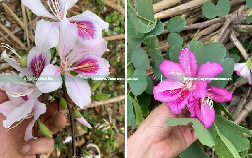 So sánh sự khác biệt giữa hoa ban trắng Tây Bắc và hoa ban tím qua màu sắc và hình dáng lá.