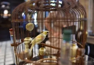 Lồng chim cảnh với tiếng hót líu lo mang lại niềm vui và sự thư thái cho bố