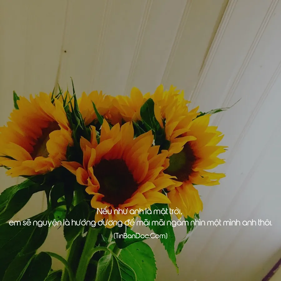 Đoạn thơ ca ngợi hoa hướng dương, biểu tượng của sự kiên cường và niềm hy vọng