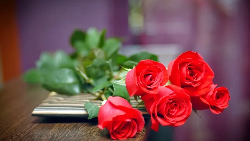 Hình ảnh một bông hồng đỏ thắm đơn độc trên nền tối, làm nổi bật từng đường nét mềm mại của cánh hoa