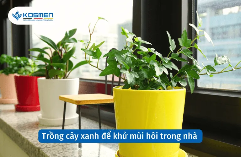 Trồng cây xanh là cách tự nhiên và hiệu quả để khử mùi hôi trong nhà và cải thiện chất lượng không khí