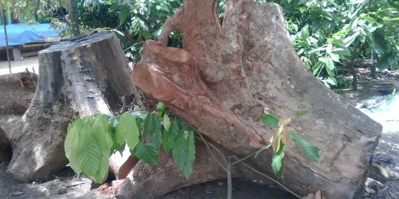 Khối gỗ xá xị xanh tự nhiên có mùi thơm đặc trưng